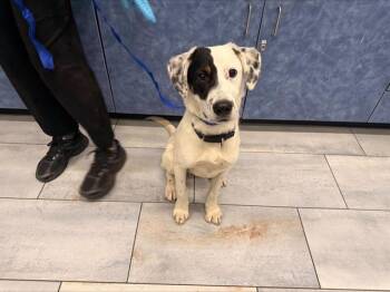 Mixed Breed Dogs Available for Adoption in Charlotte, North Carolina - PONGO | PetCurious