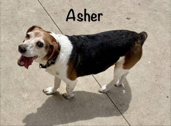 Asher VA/MN -  Beagle Dog for Adoption in Albert Lea, Minnesota - Asher VA/MN | PetCurious