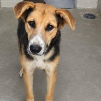 Lady Mae -  Shepherd Dog for Adoption in Kingman, Arizona - Lady Mae | PetCurious