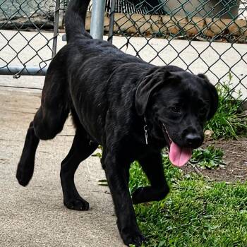 Eva -  Labrador Retriever Dog for Adoption in Wappingers Falls, New York - Eva | PetCurious