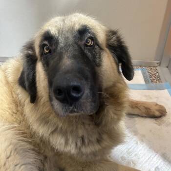 Ceyda -  Anatolian Shepherd and Mixed Breed Dog for Adoption in Salt Lake City, Utah - Ceyda | PetCurious