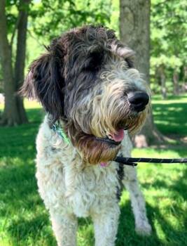Murray -  Aussiedoodle Dog for Adoption in Celina, Ohio - Murray | PetCurious