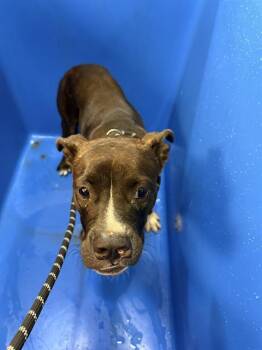 Rescue Mixed Breed Dogs for Adoption in Dallas, Texas - A1262478 | PetCurious