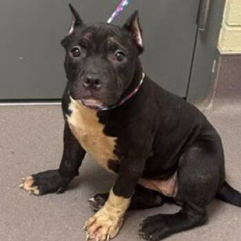 Bubble Gum -  Pit Bull Terrier Dog for Adoption in Norman, Oklahoma - Bubble Gum | PetCurious