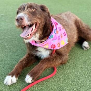 Mixed Breed Dogs Available for Adoption in Largo, Florida - Poppy | PetCurious