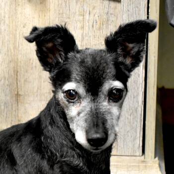 Shane -  Chihuahua Dog for Adoption in Auburn, Nebraska - Shane | PetCurious