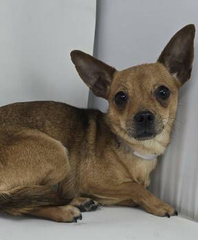 Chihuahua Dogs Available for Adoption - Doll  | PetCurious