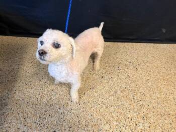 Poodle and Mixed Breed Dogs Available for Adoption - LIMAR | PetCurious