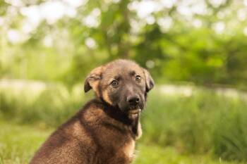 German Shepherd Dog Dogs Available for Adoption in Gradyville, Kentucky - Jax-Transport | PetCurious