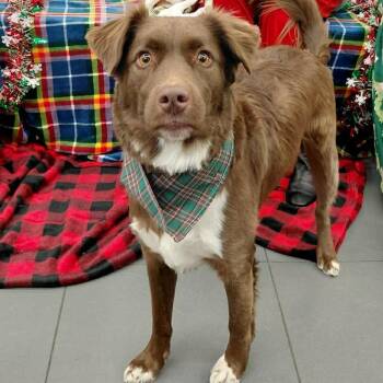 Australian Shepherd and Mixed Breed Dogs Available for Adoption - Milkyway Aka Zeke CS | PetCurious