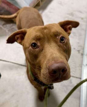 Terrier Dogs Available for Adoption in Lancaster, South Carolina - Ledger | PetCurious