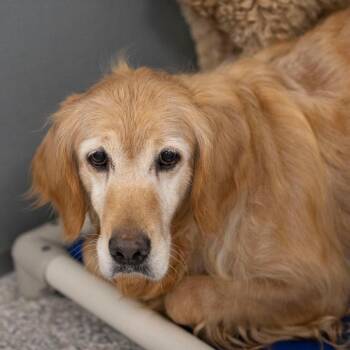 Maple (JN26-20) -  Golden Retriever Dog for Adoption in Peyton, Colorado - Maple (JN26-20) | PetCurious