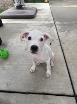 Holt - Fostered South of Omaha -  Labrador Retriever and Boxer Dog for Adoption in Overland Park, Kansas - Holt - Fostered South Of Omaha | PetCurious