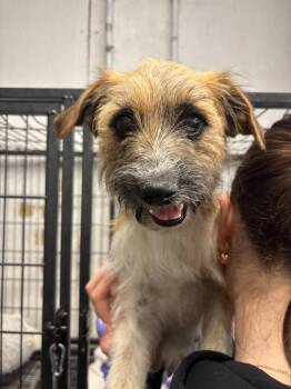 Terrier Dogs Available for Adoption in Gilberts, Illinois - Rosie | PetCurious