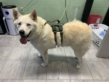 INU -  Siberian Husky and Mixed Breed Dog Available for Adoption in Grand Prairie, Texas - INU | PetCurious
