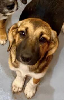 Pup Sparkle -  Shepherd and Hound Dog for Adoption in Washington, District Of Columbia - Pup Sparkle | PetCurious