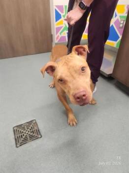PARKER -  Pit Bull Terrier Dog for Adoption in Baytown, Texas - PARKER | PetCurious