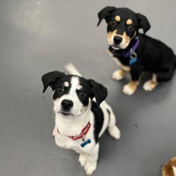 Mixed Breed Dogs Available for Adoption in Chicago, Illinois - Franny | PetCurious