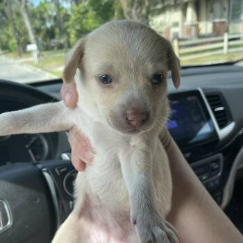 Mable -  Mixed Breed Dog for Adoption in Port Charlotte, Florida - Mable | PetCurious