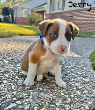 Rescue Australian Shepherd Dogs for Adoption in Manchester, Connecticut - Jerry | PetCurious