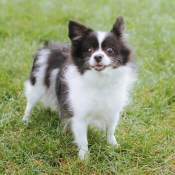 Spinky -  Pomeranian Dog for Adoption in Northbrook, Illinois - Spinky | PetCurious
