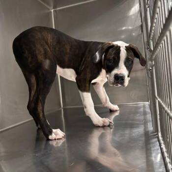 B.B. -  Terrier Dog for Adoption in Des Moines, Iowa - B.B. | PetCurious