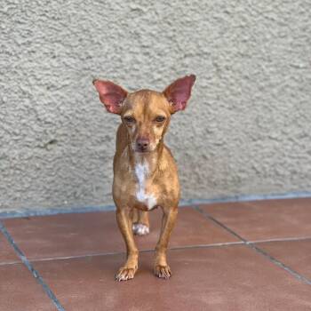 Rescue Chihuahua Dogs for Adoption in Humacao, Humacao - Benna | PetCurious