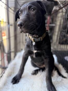 German Shepherd Dog and Labrador Retriever Dogs Available for Adoption in Pleasant Hill, California - Blue Belle | PetCurious