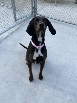 Plott Hound Dogs Available for Adoption in Muskegon, Michigan - Maggie | PetCurious