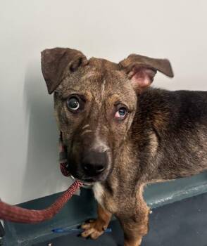 Pongo -  Mixed Breed Dog for Adoption - Pongo | PetCurious