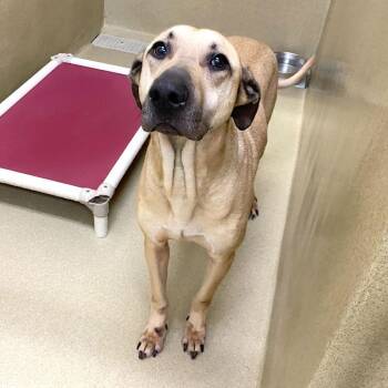 Great Dane and Black Mouth Cur Dogs Available for Adoption - Rambo #22039 | PetCurious
