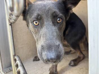 German Shepherd Dog Dogs Available for Adoption - A470810 | PetCurious