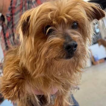 Yorkshire Terrier Dogs Available for Adoption in Blue Springs, Missouri - Tuna | PetCurious