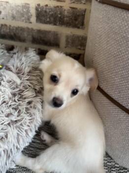 Percy -  Chihuahua Dog for Adoption - Percy | PetCurious