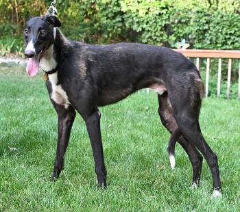 Coach -  Greyhound Dog for Adoption in Minneapolis, Minnesota - Coach | PetCurious