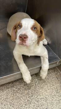 Great Pyrenees and Bulldog Dogs Available for Adoption in Fort Payne, Alabama - Garth | PetCurious