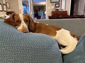 Dachshund and Beagle Dogs Available for Adoption - Greg | PetCurious