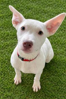 Mixed Breed Dogs Available for Adoption - Adsila | PetCurious