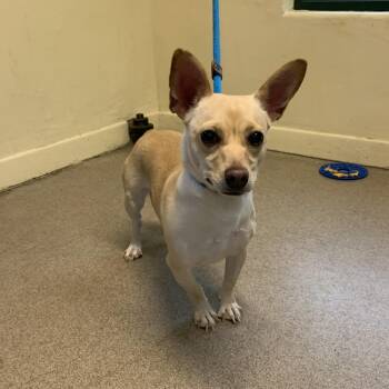 Poppy -  Terrier and Dachshund Dog for Adoption in Pasadena, California - Poppy | PetCurious