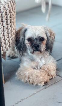Lhasa Apso Dogs Available for Adoption - Casanova | PetCurious