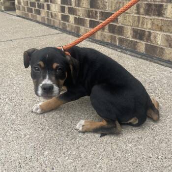 Hansel -  Mixed Breed Dog for Adoption - Hansel | PetCurious