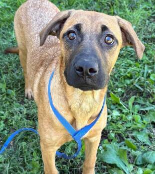 Navy-Available 10/10 www.lhar.dog to apply -  Black Mouth Cur and Shepherd Dog for Adoption in Frederick, Maryland - Navy-Available 10/10 Www.lhar.dog To Apply | PetCurious