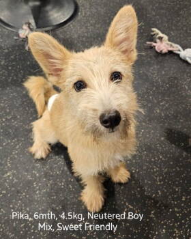 Rescue Norwich Terrier and Terrier Dogs for Adoption in Agoura Hills, California - PIKA | PetCurious