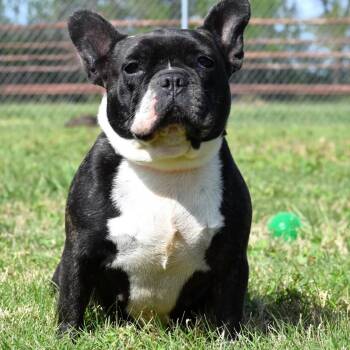 French Bulldog Dogs Available for Adoption in Wharton, Texas - Pearl | PetCurious