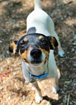 Rat Terrier and Mixed Breed Dogs Available for Adoption in Morton Grove, Illinois - Bajita | PetCurious
