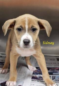 Sidney Greenbush -  Mixed Breed Dog for Adoption in Groveland, Massachusetts - Sidney Greenbush | PetCurious