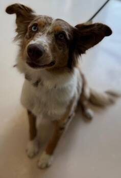 Frankie* -  Australian Shepherd Dog for Adoption in Belton, Texas - Frankie* | PetCurious