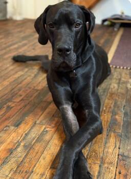 Rescue Great Dane Dogs for Adoption - Titan | PetCurious