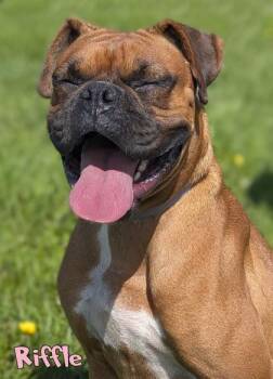 Riffle -  Boxer and Mixed Breed Dog for Adoption in Mason, Michigan - Riffle | PetCurious