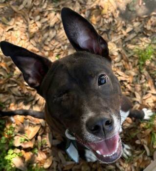 Labrador Retriever Dogs Available for Adoption - Splinter | PetCurious